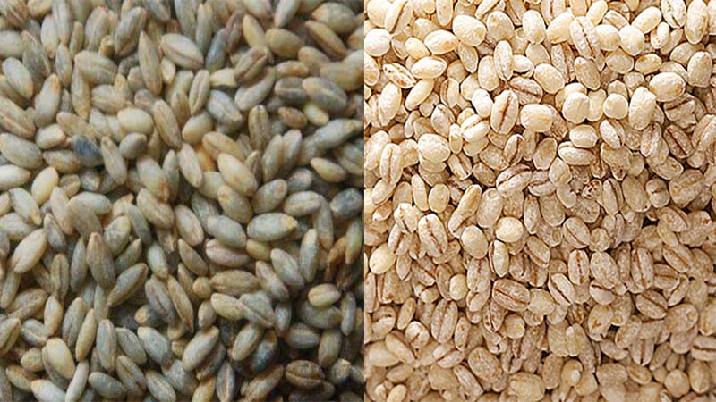 hulled barley